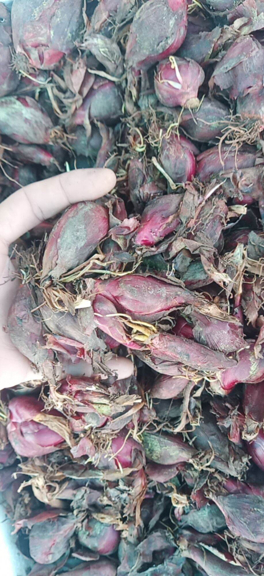CHUẨN [XẢ HÀNG] Cây rau dừa nước khô 1kg Nhà Làm