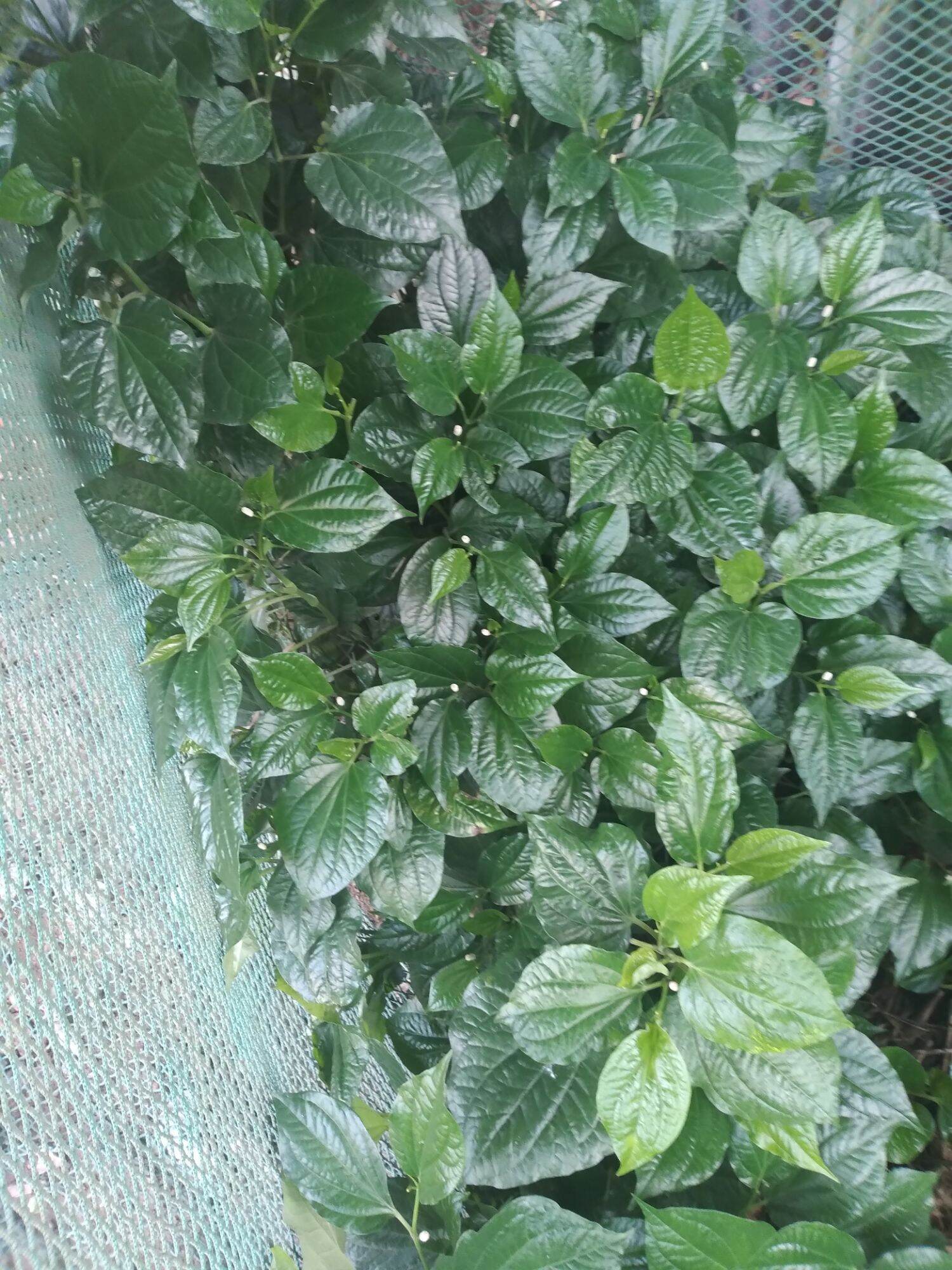 LÁ LỐT TƯƠI 100 GRAM