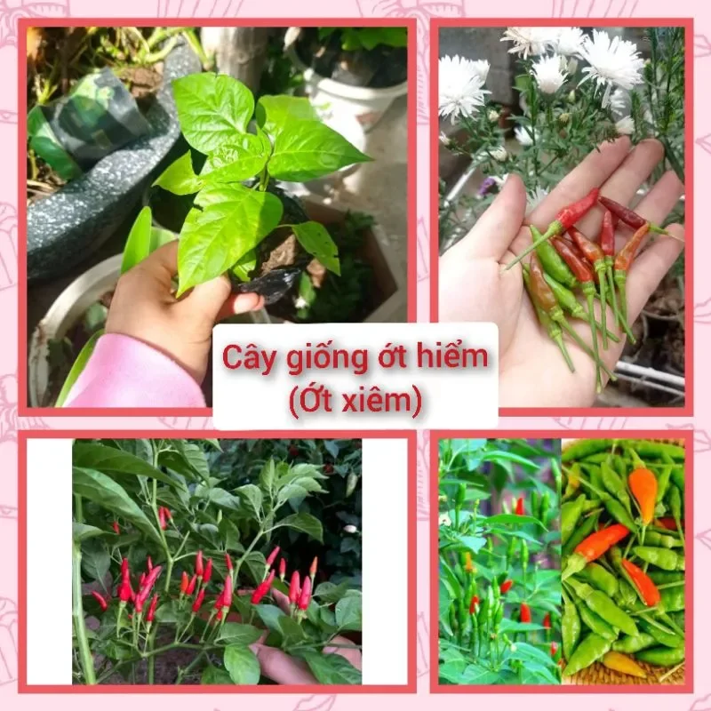 Cây giống ớt hiểm