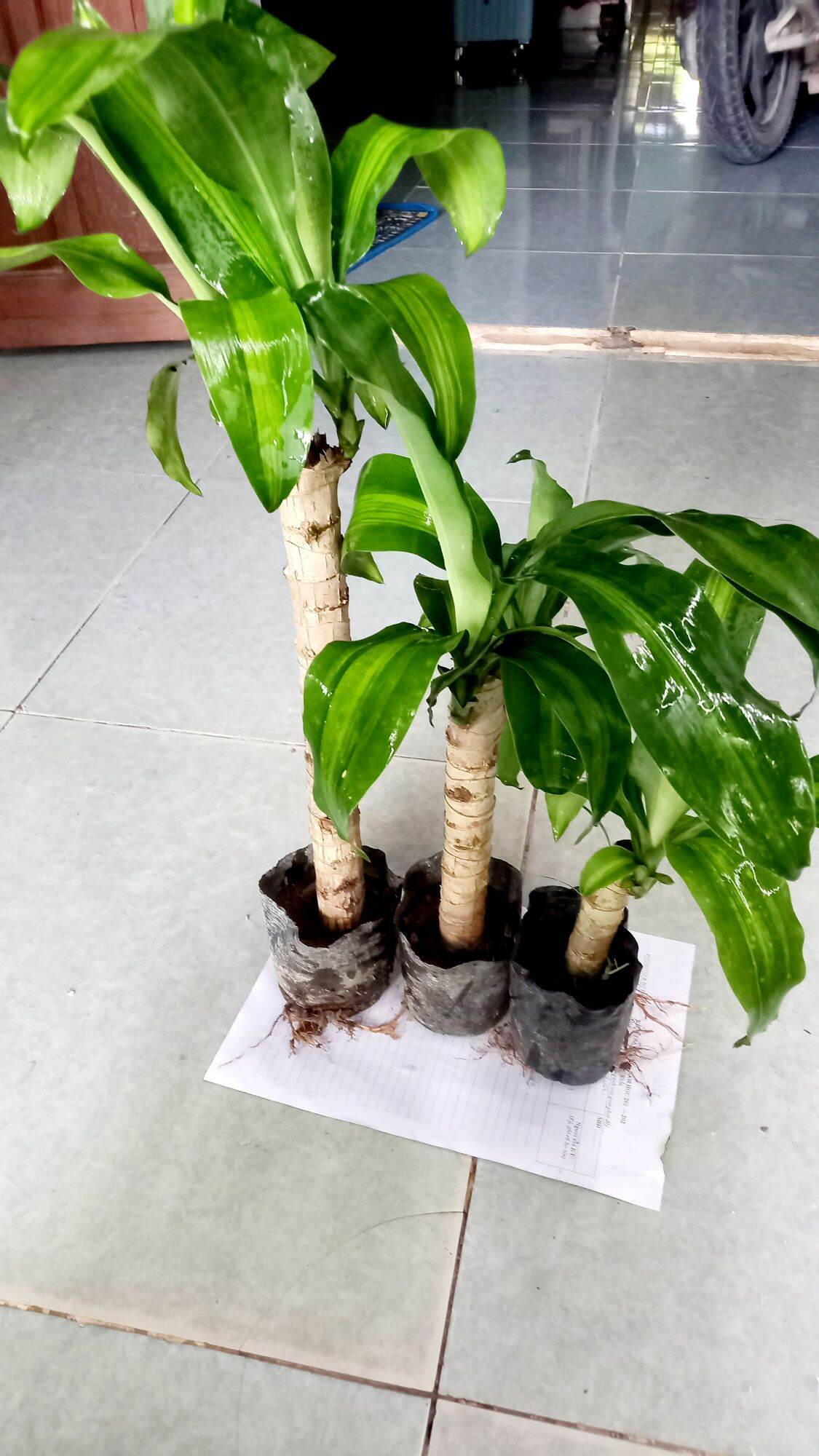 thiết mộc lan. combo 3 cây so le để ghép chậu