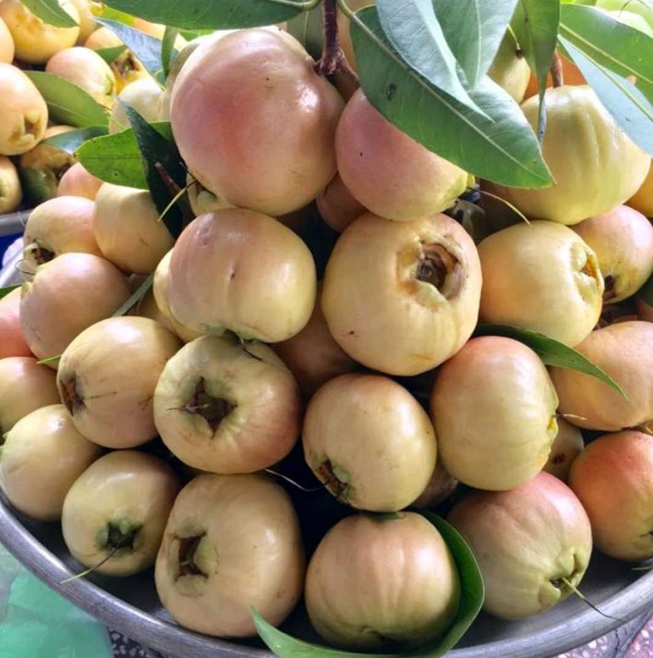Cây lê/ mận lý/ mận hoa hồng- Đặc sản miền tây- Trái cây tuổi thơ- Hoa kiểng Nguyễn Lộc