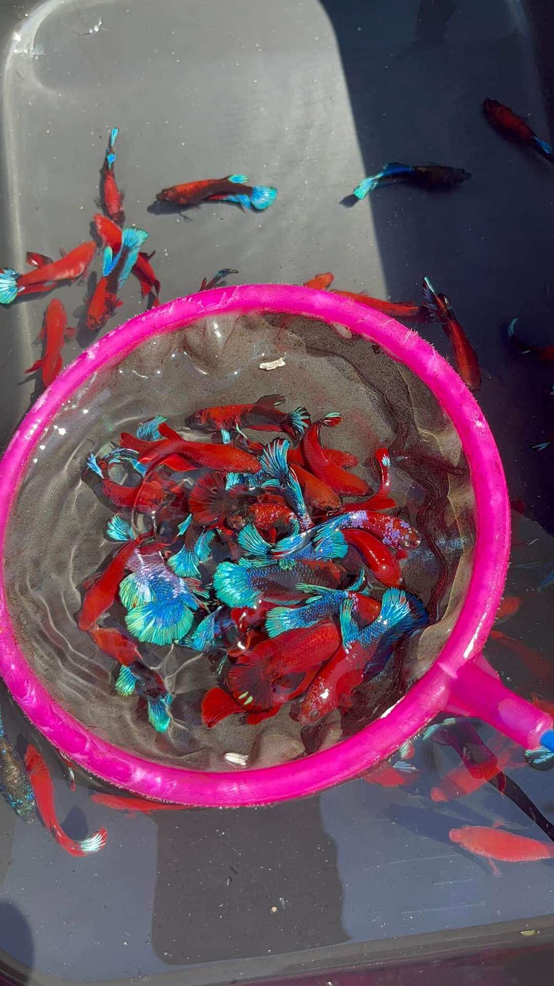 10 red fancy bầy