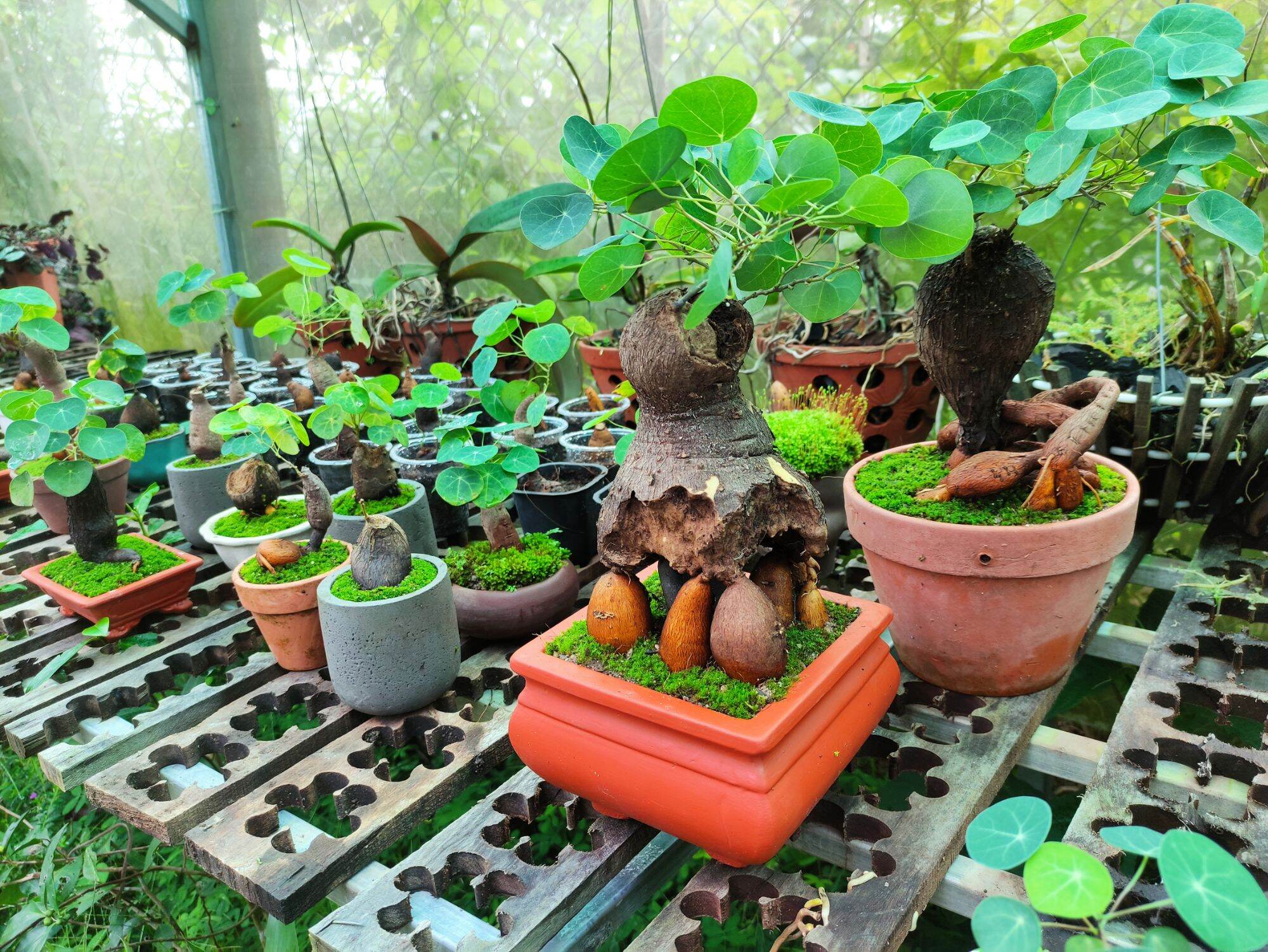 củ bình vôi, cây để bàn phong thủy