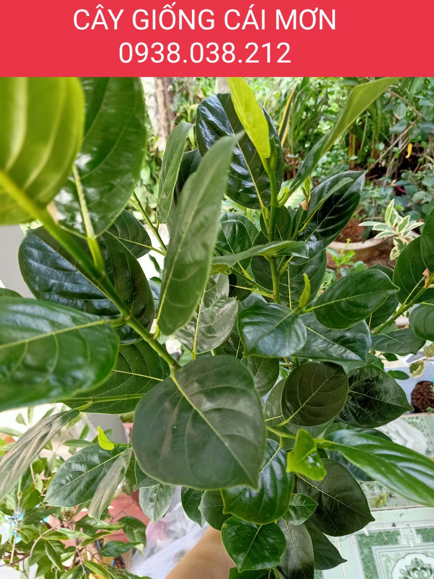 CÂY GIỐNG MÍT KHÔNG HẠT