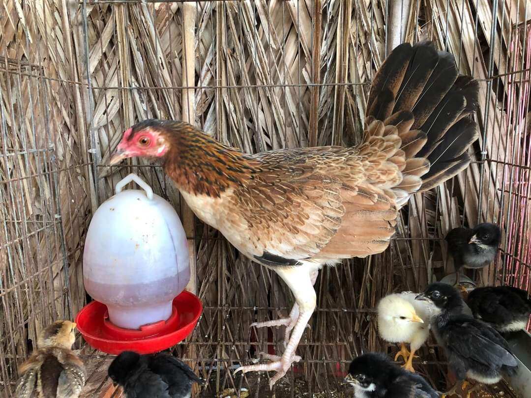 10 TRỨNG GÀ TRE TRẠNG MINI. BAO ẤP NỞ