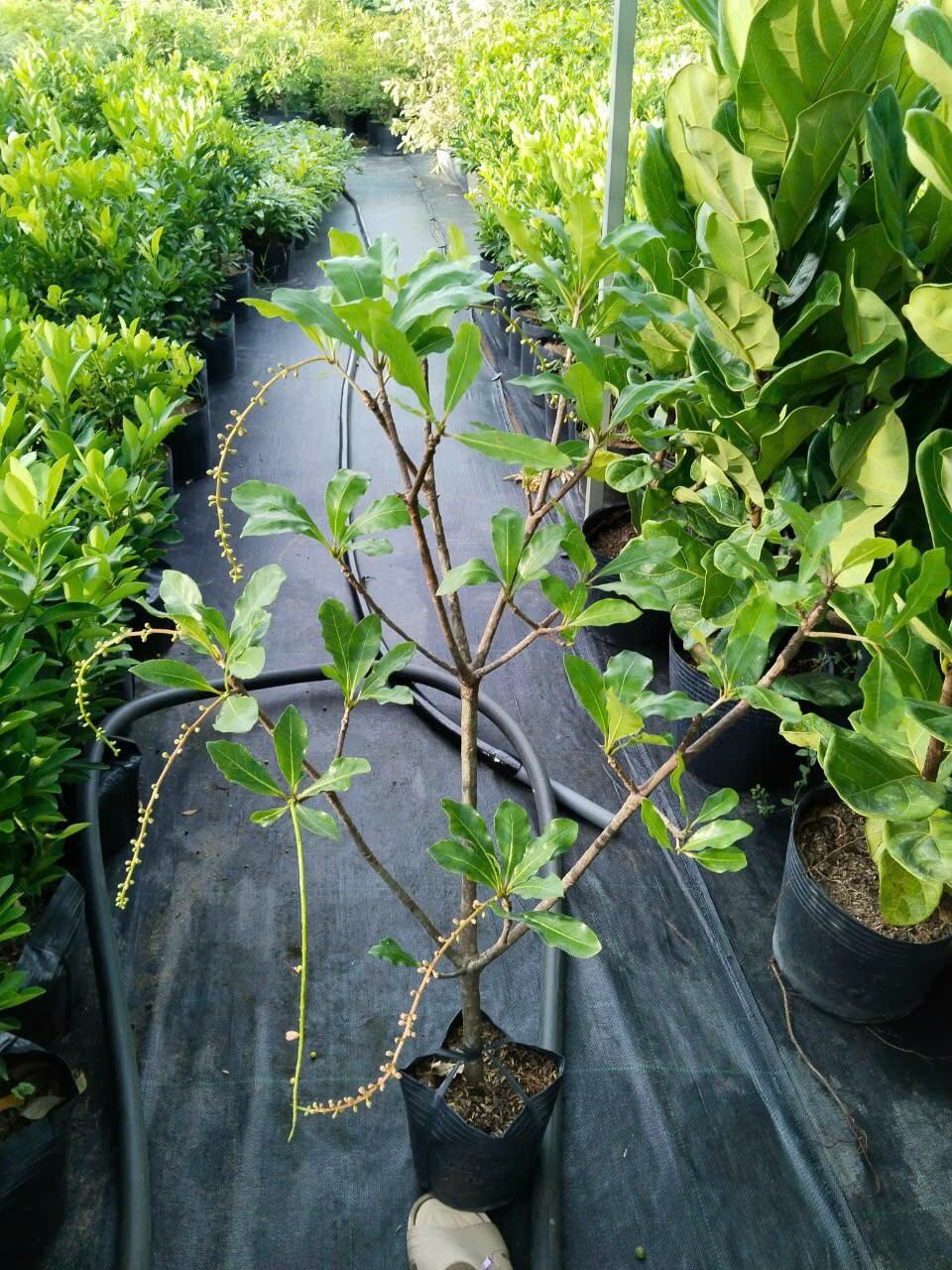 Cây lộc vừng siêu hoa