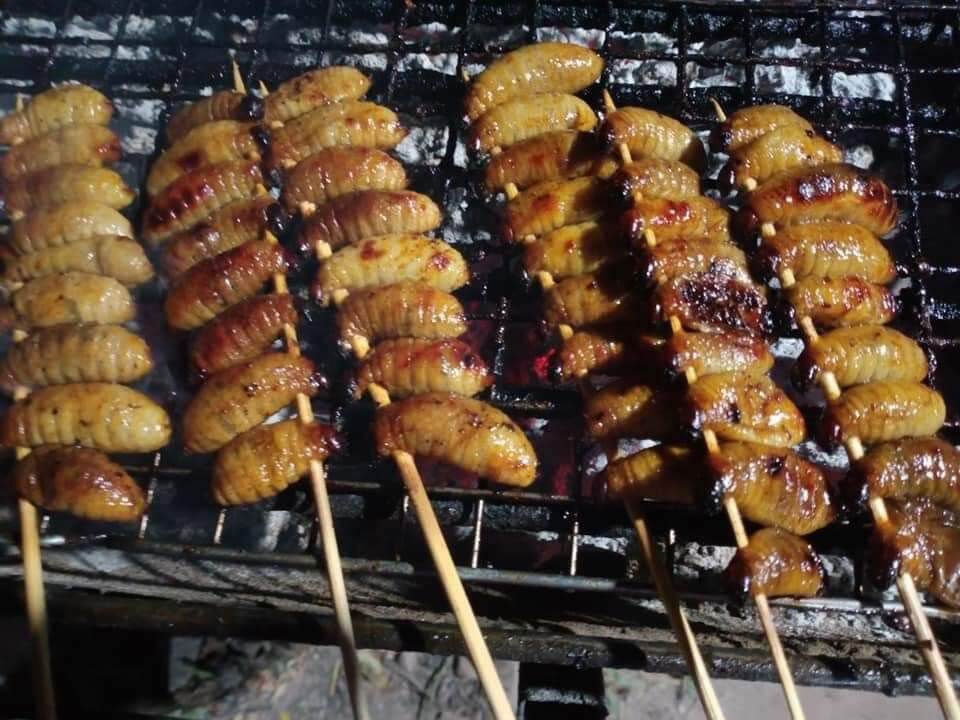 đuông dừa bến tre (combo 40 con 230k)