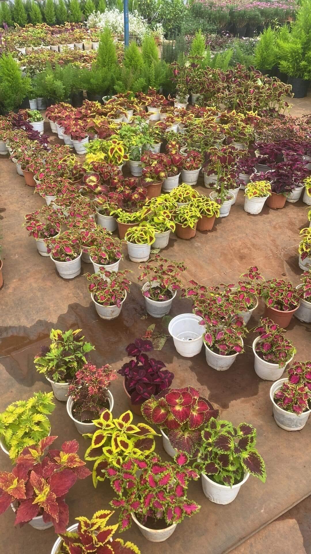 Cây lá màu/ là gấm ngẫu nhiên