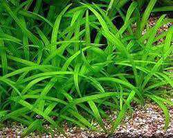 CÂY CỎ THÌA THỦY SINH-40K/10NGỌN