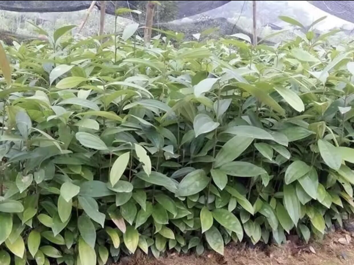 Cây Quế giống