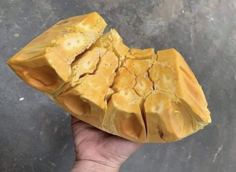 Cây Mít Thái Siêu sớm ( cây giống )