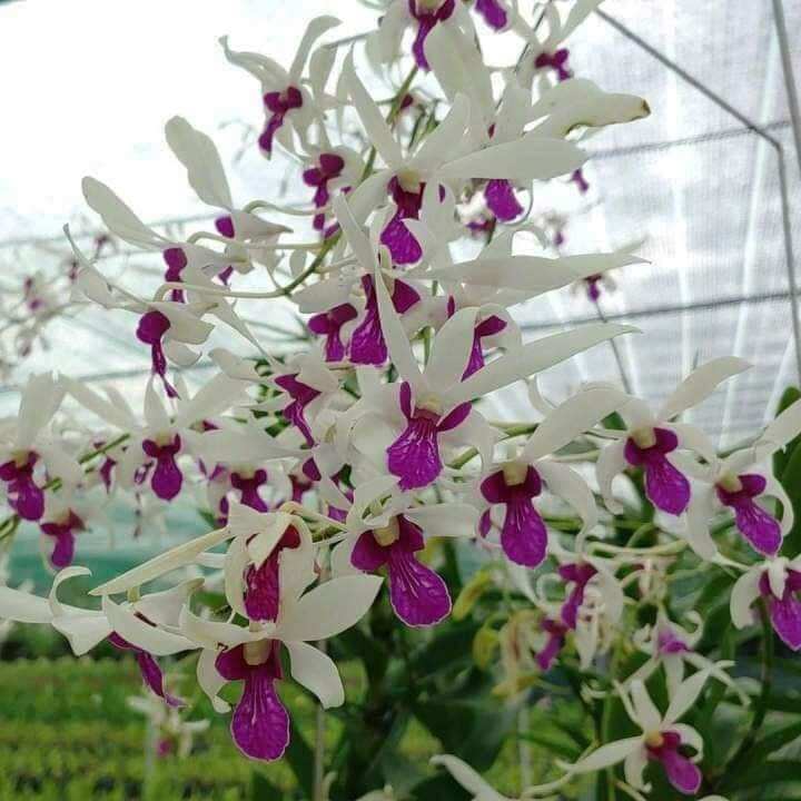 Denro nắng bà liễu giống