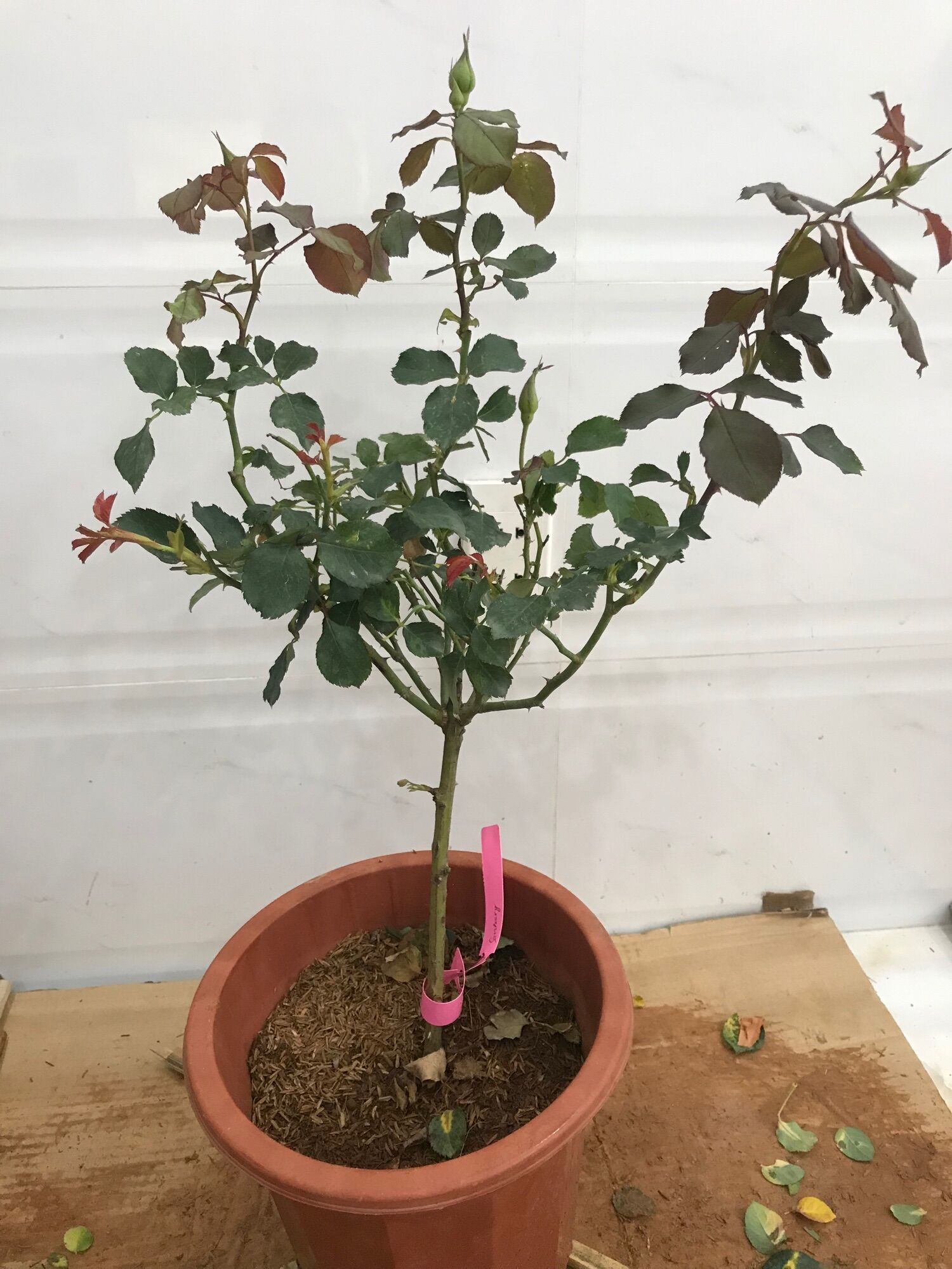 Hoa hồng thân gỗ tree mini Santuary rose