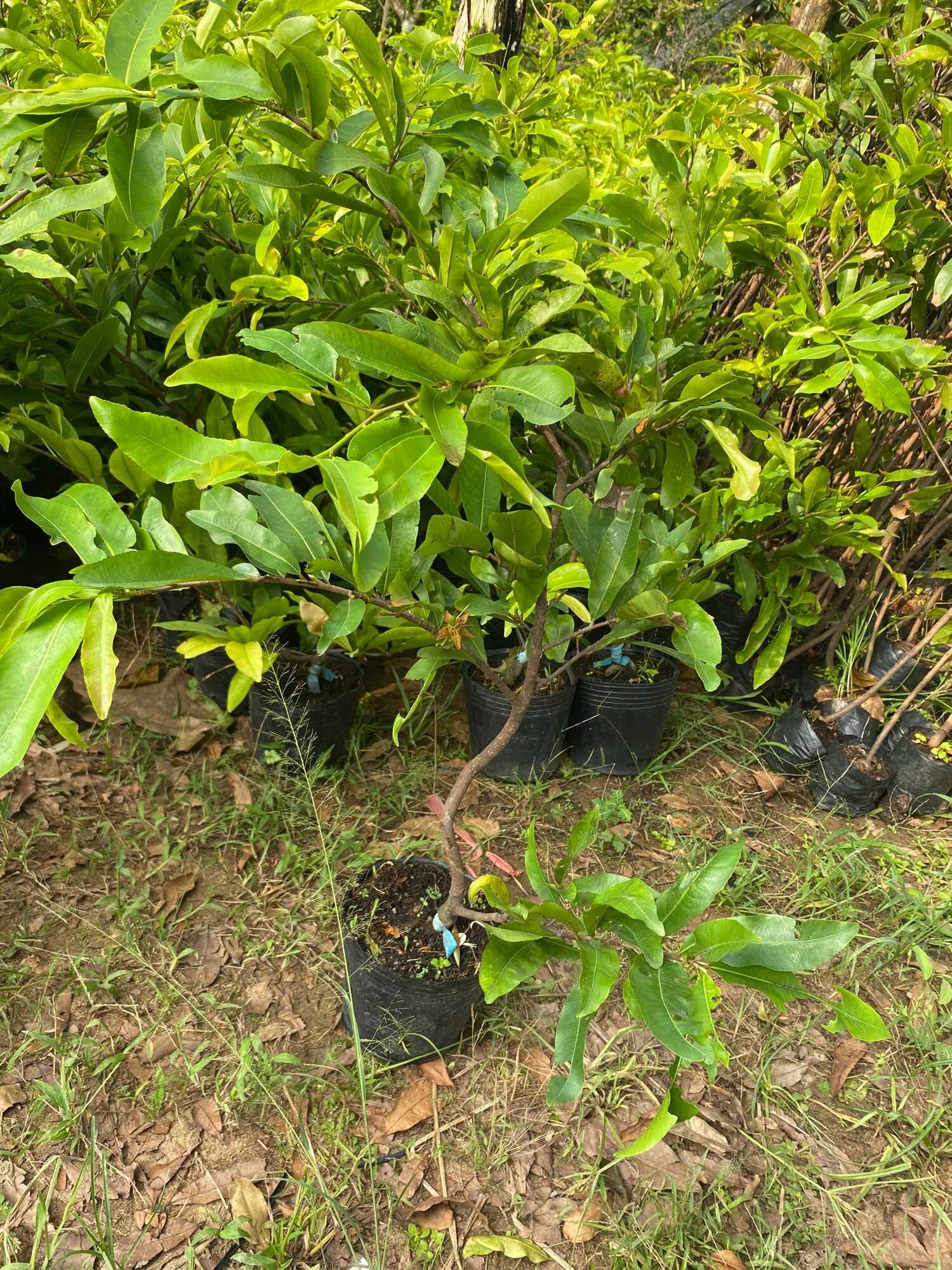 Combo 3 Mai vàng cúc thọ hương