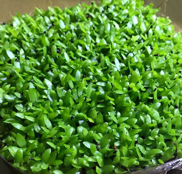 hạt cỏ may mắn 500 hạt  giống  dể trồng làm  cảnh
