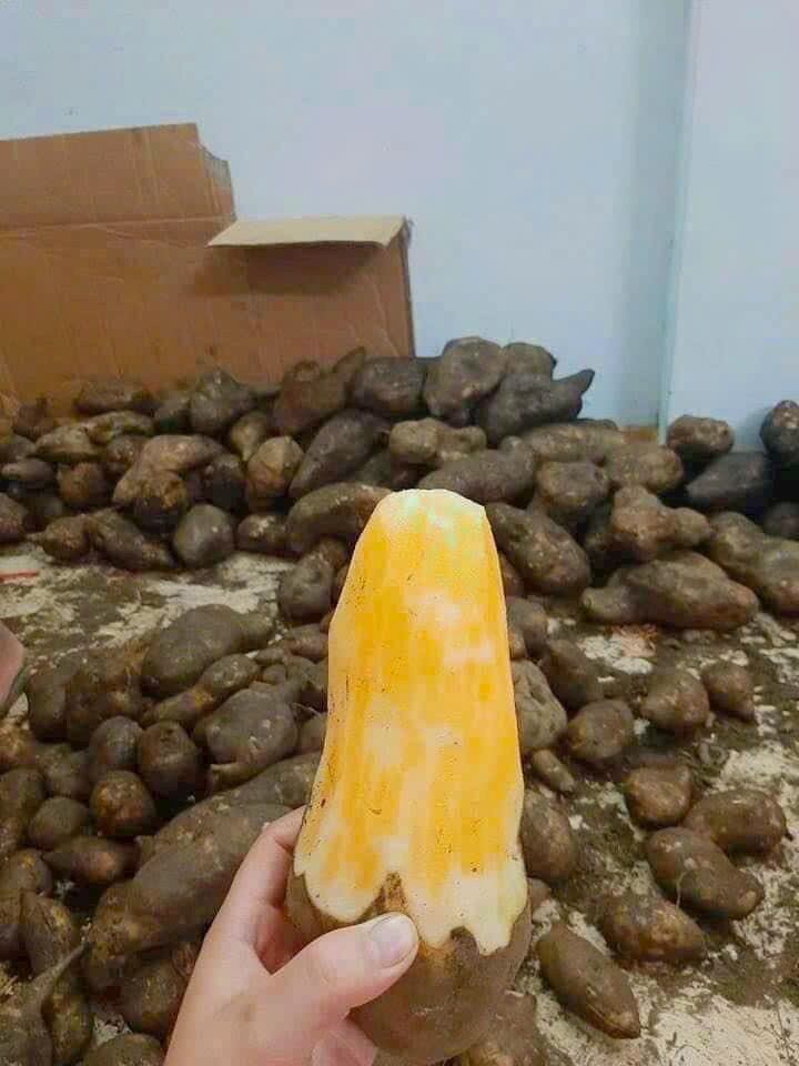 3kg khoai sâm đất ngọt giòn mộng nước