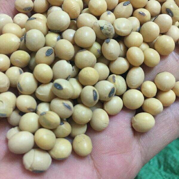 1kg đỗ tương