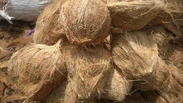 Dừa khô lột i hình 1 trái trên 1 kg