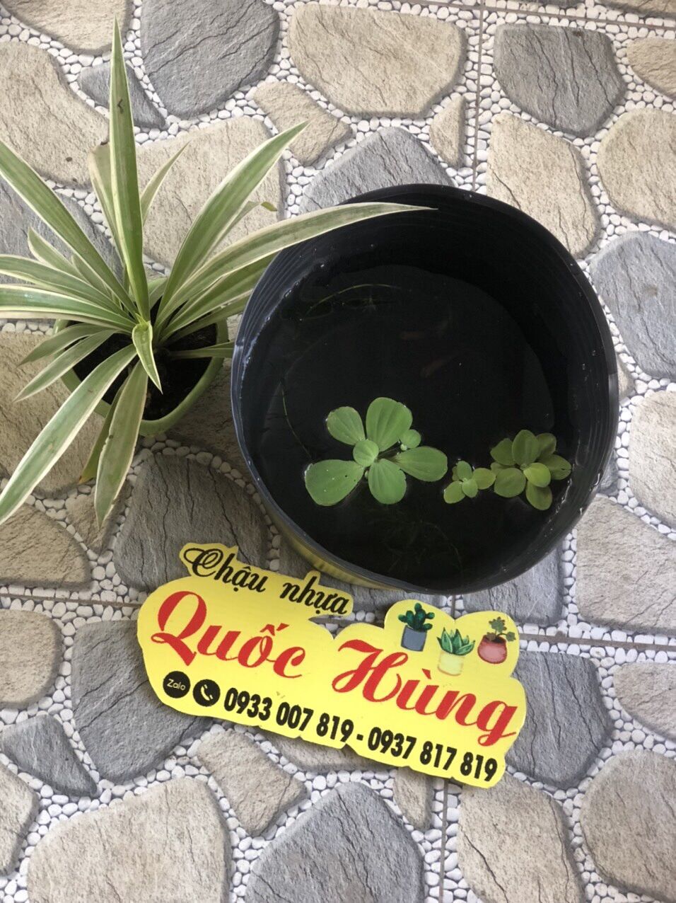 Combo 5 chậu nhựa bích lổ C13 trồng sen - nuôi cá