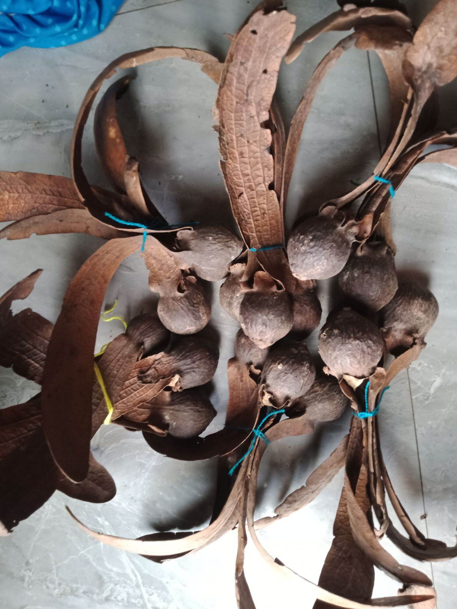 quả tai thỏ khô, quả chò nâu (20 quả)