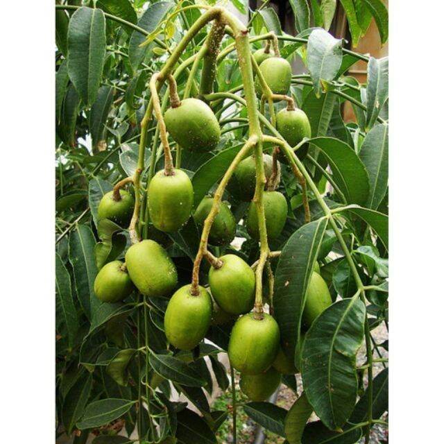 Cây giống cóc thái lùn 6 tháng cho quả