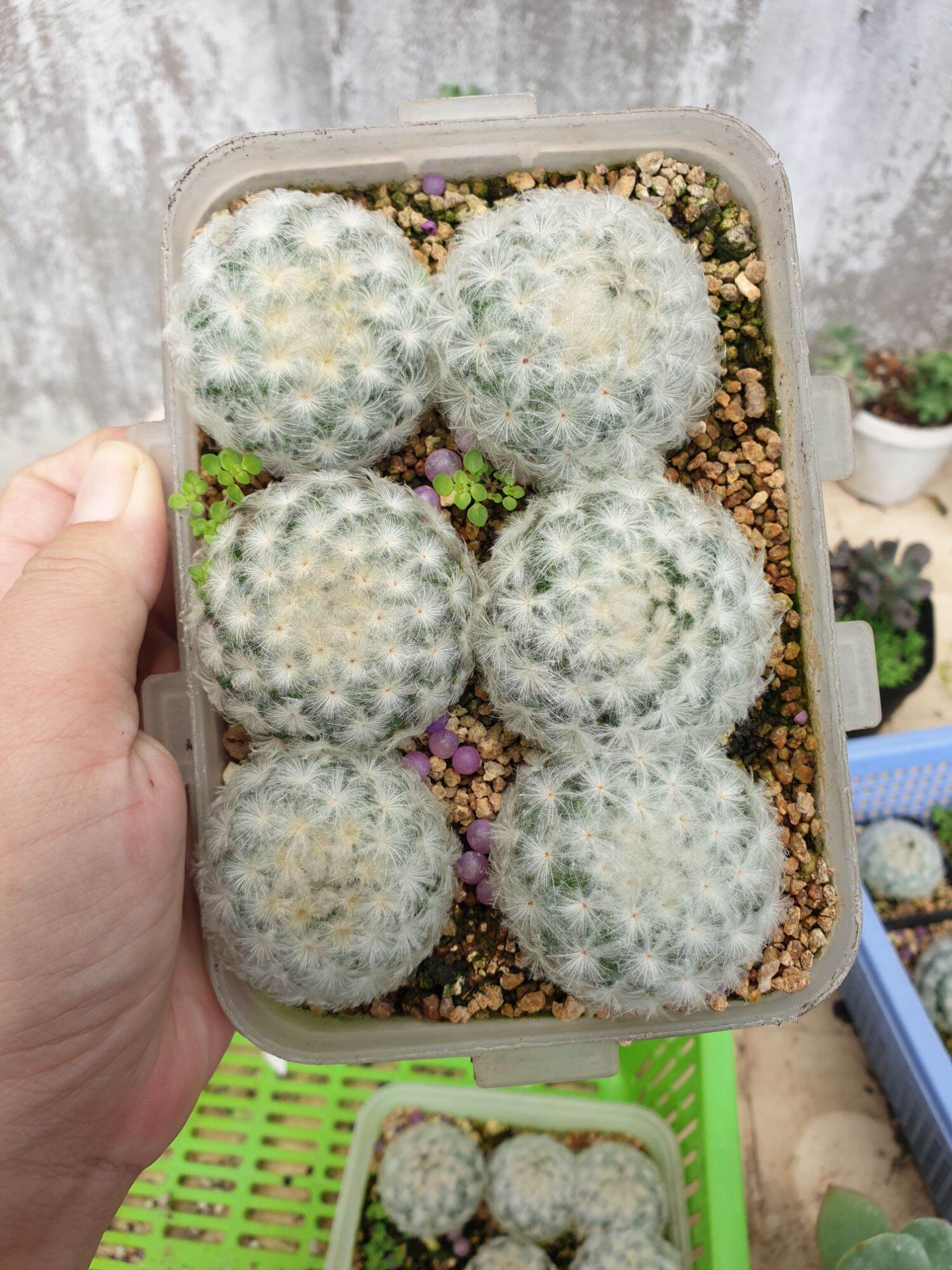 Xương rồng Mami Plumosa lông trắng mềm size 4-5 cm
