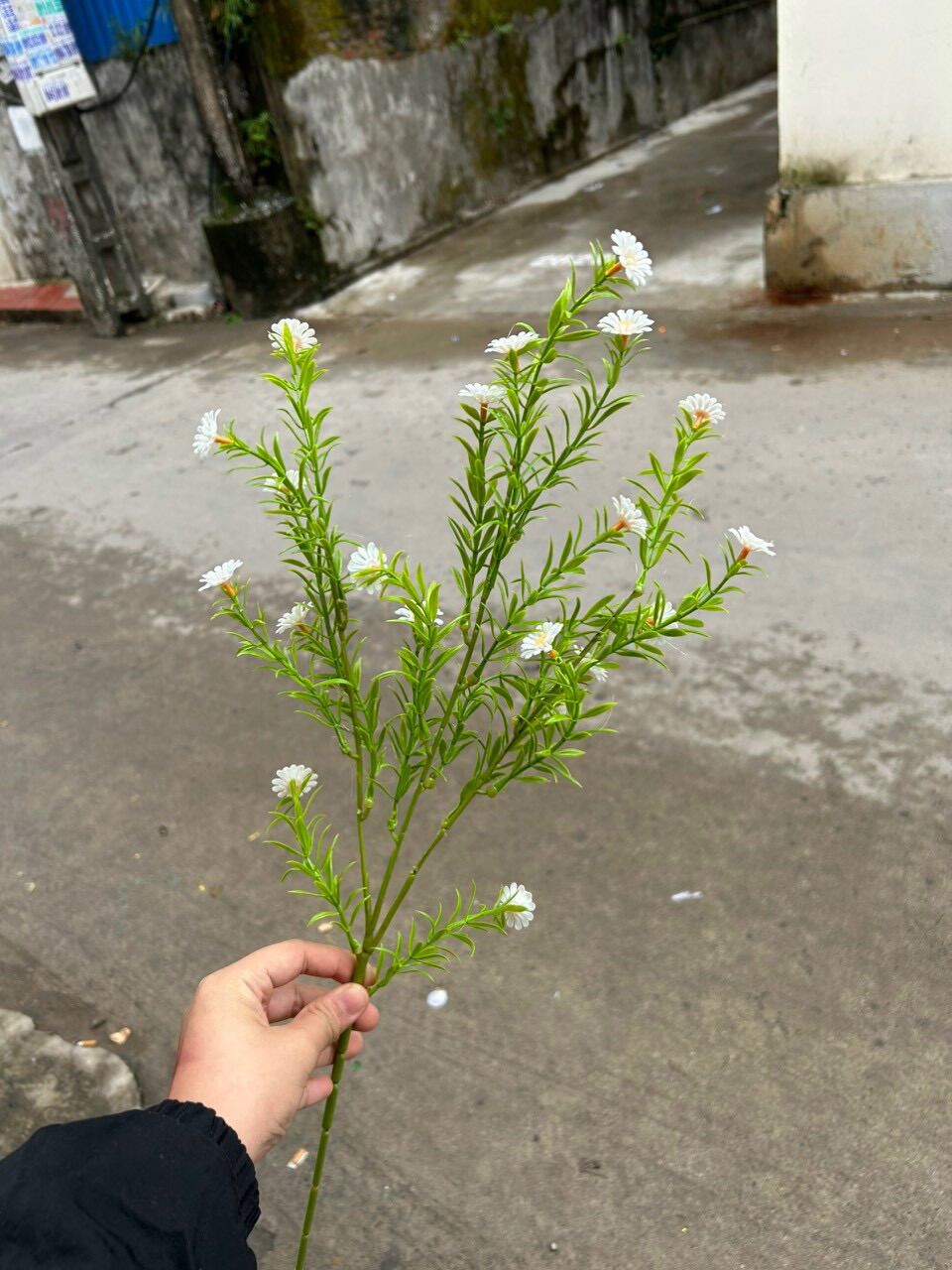 Cành cúc tana (hoa nhựa) bền đẹp cắm bình, trang trí
