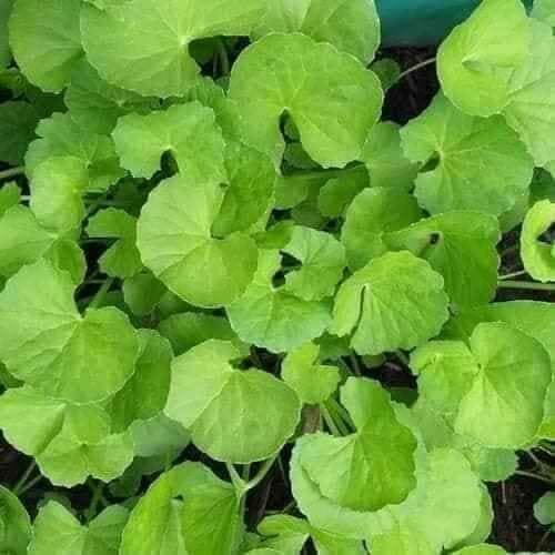 Hạt giống rau má hói 1 gram