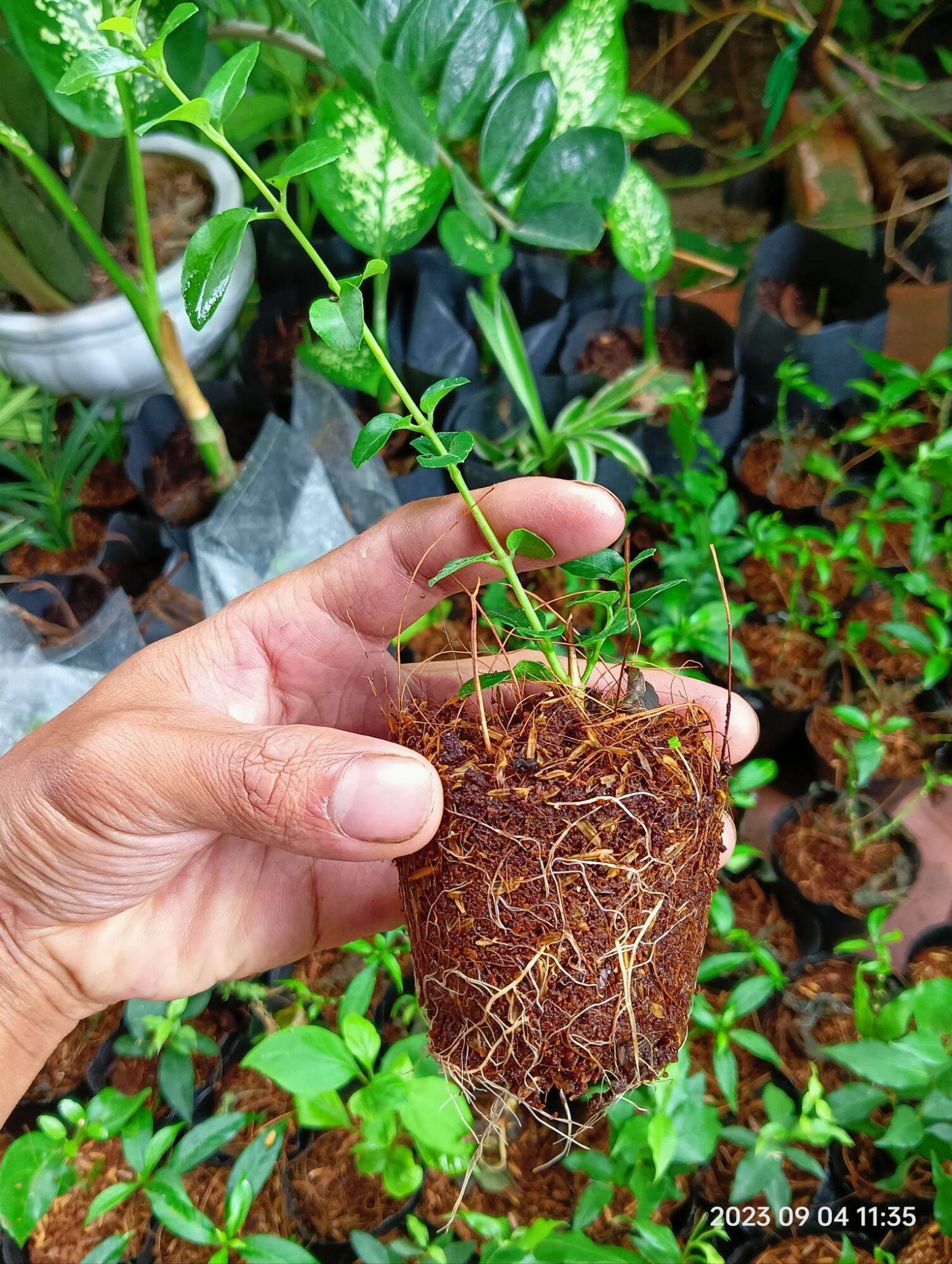 cây giống sam hương làm bonsai mini