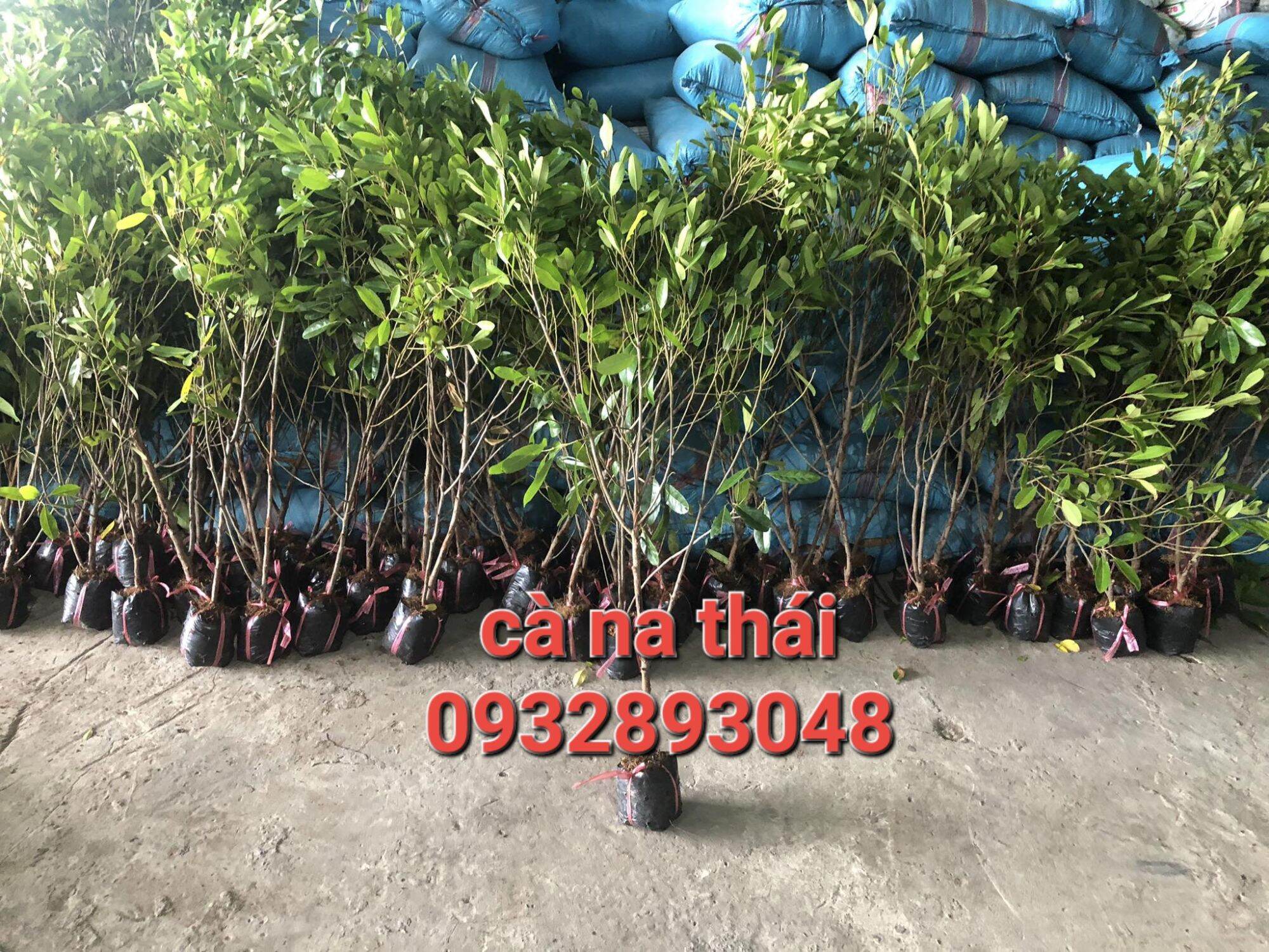 Cây cà na thái 80cm đến 150cm