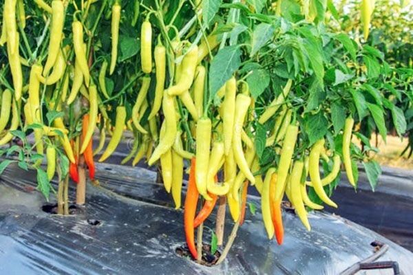 Hạt giống Ớt sừng Vàng
