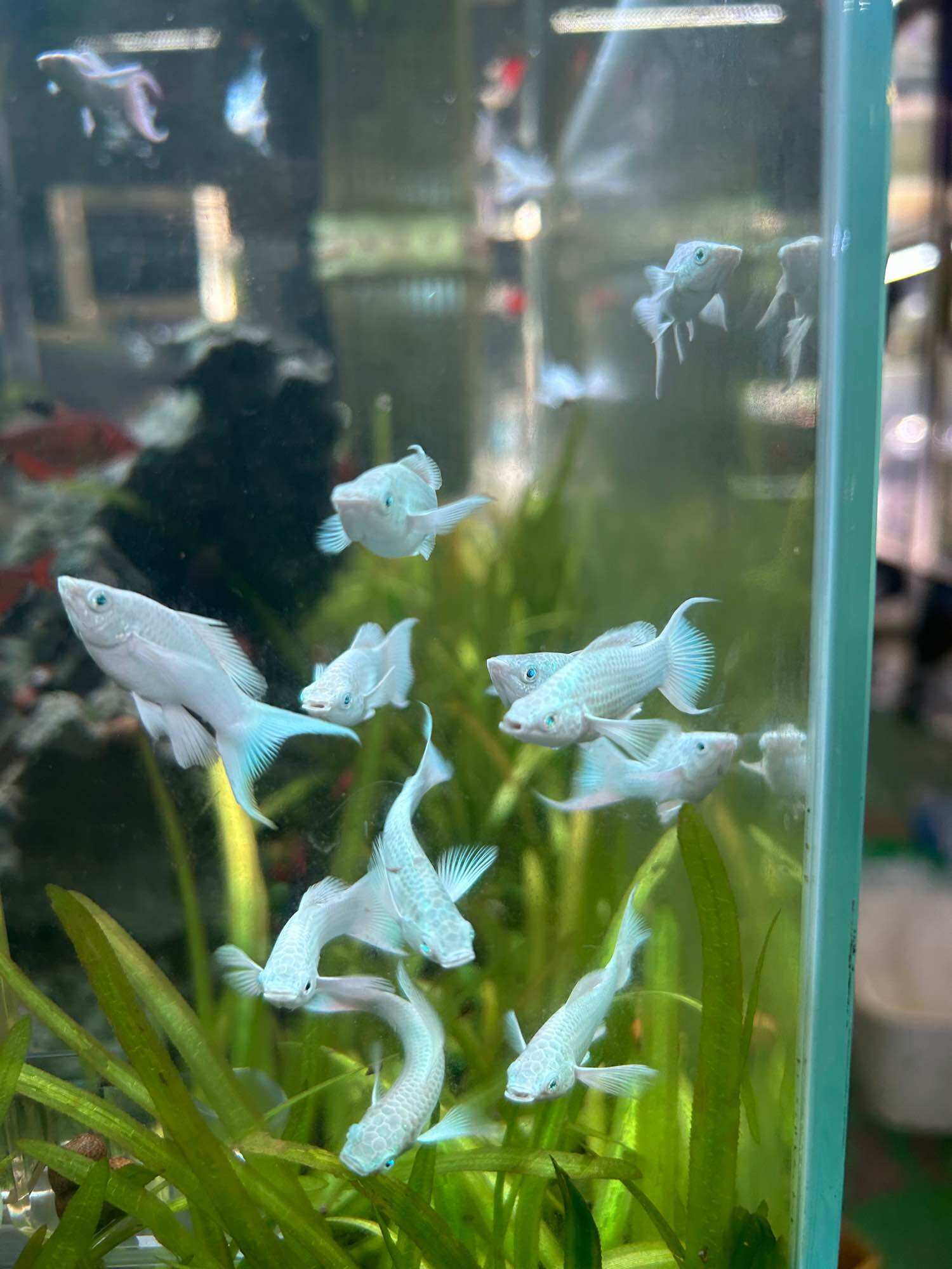 Molly đuôi én và đuôi bằng size trung 15k/con