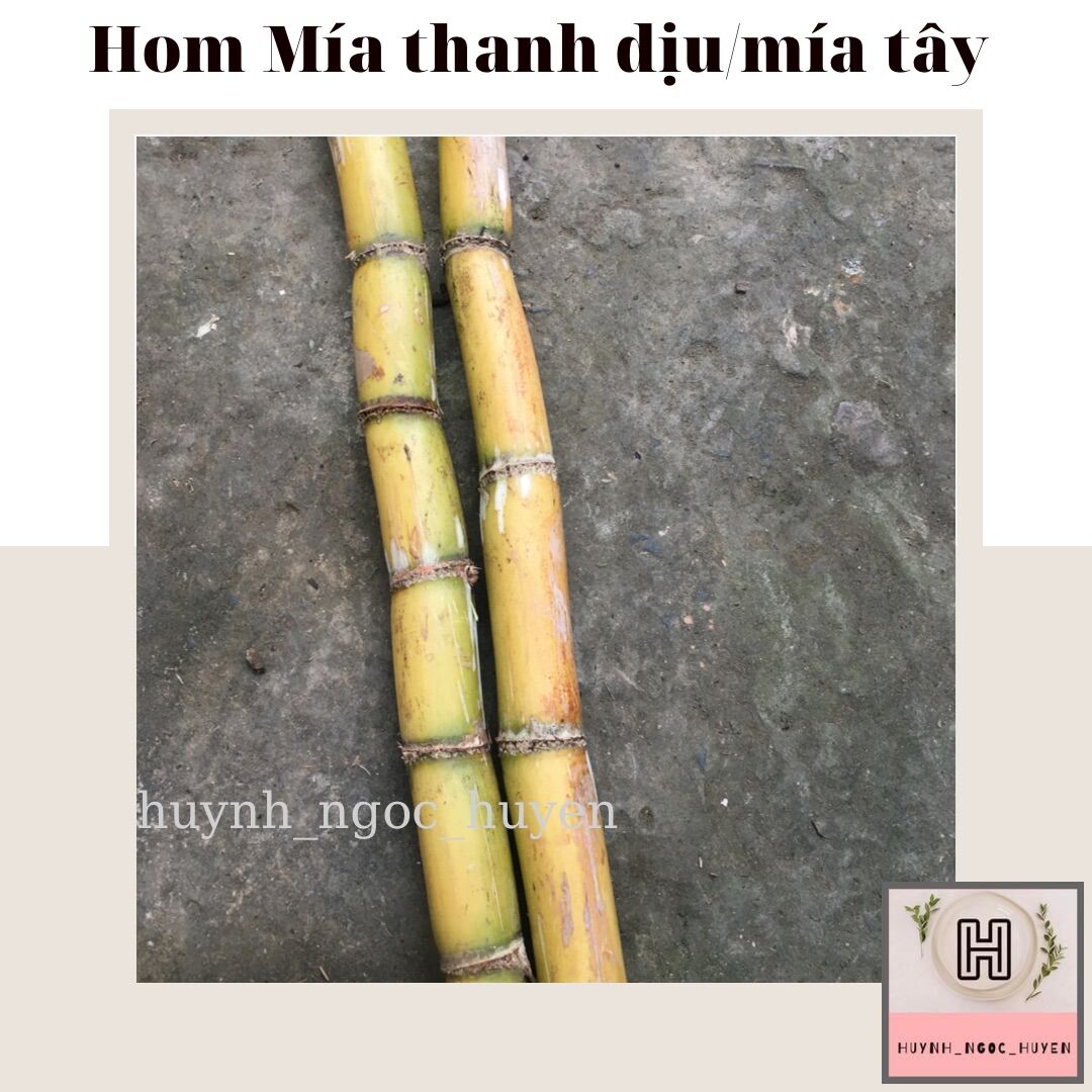 5 hom mía thanh dịu tím/ tây vàng/xanh giống