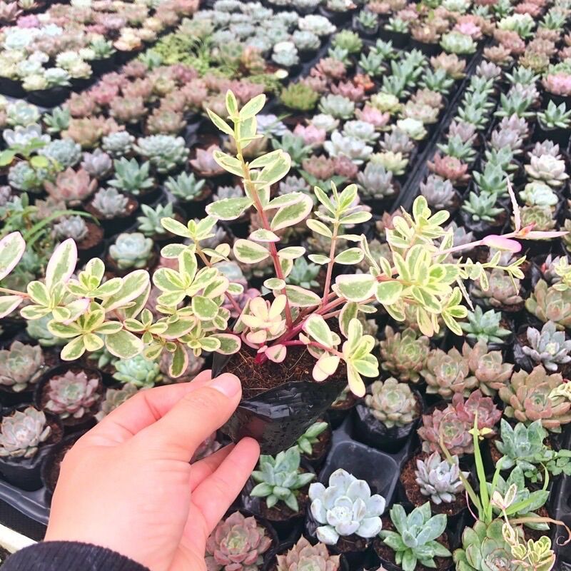 Sen đá Mười giờ thái size bầu 3-5 cm