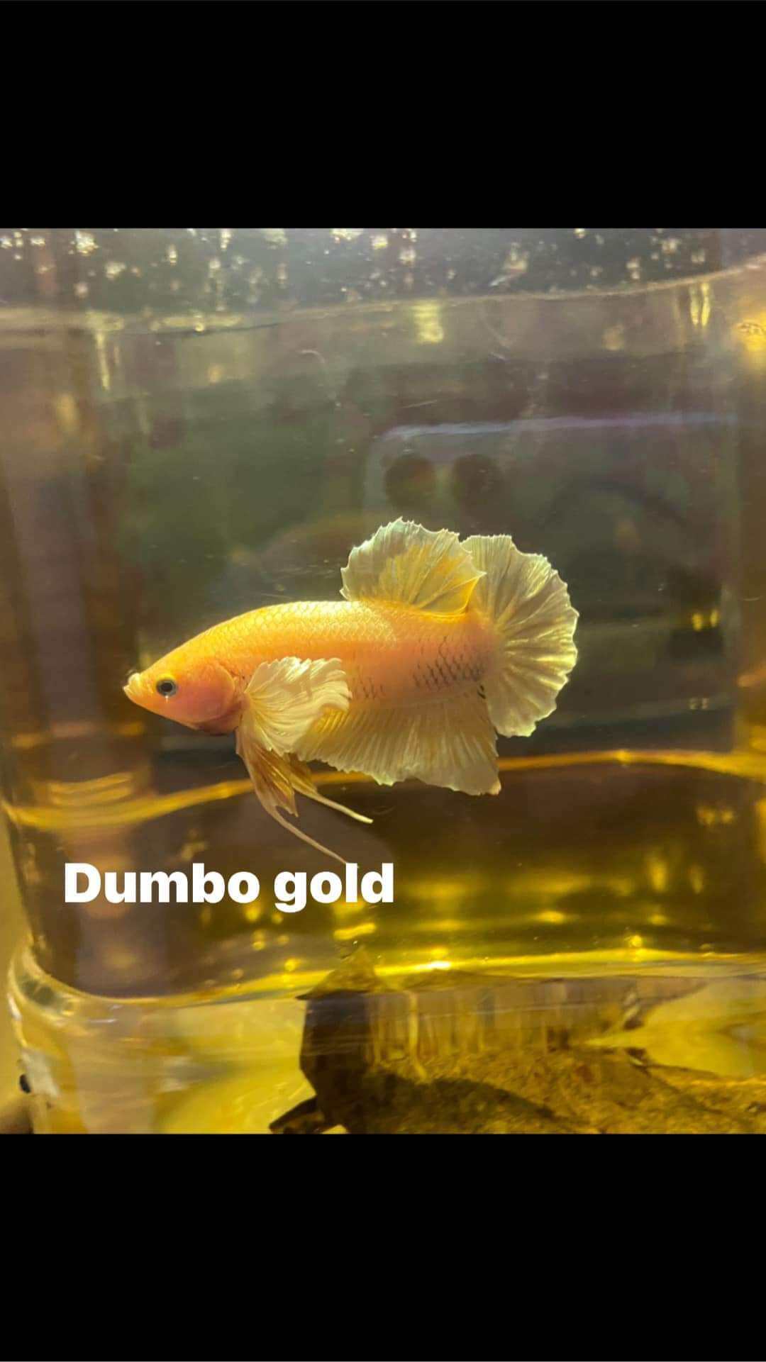 Dumbo gold 1 cặp