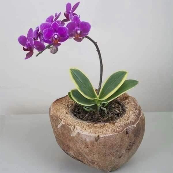 Combo 3 Lan hồ điệp phát tài - Lá biên