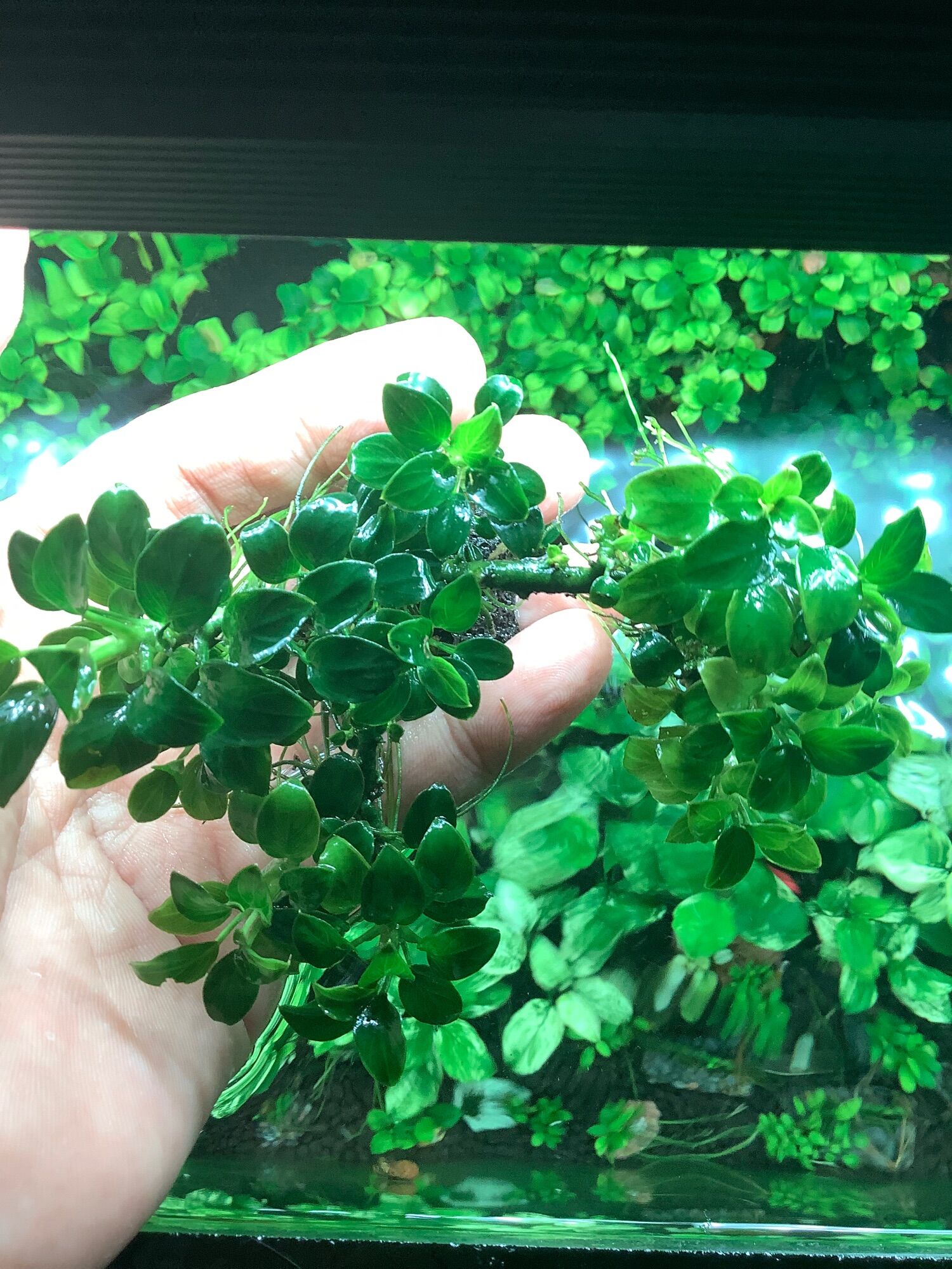 Ráy nana petite thái (nguyên bụi liền thân 100% lá nước)