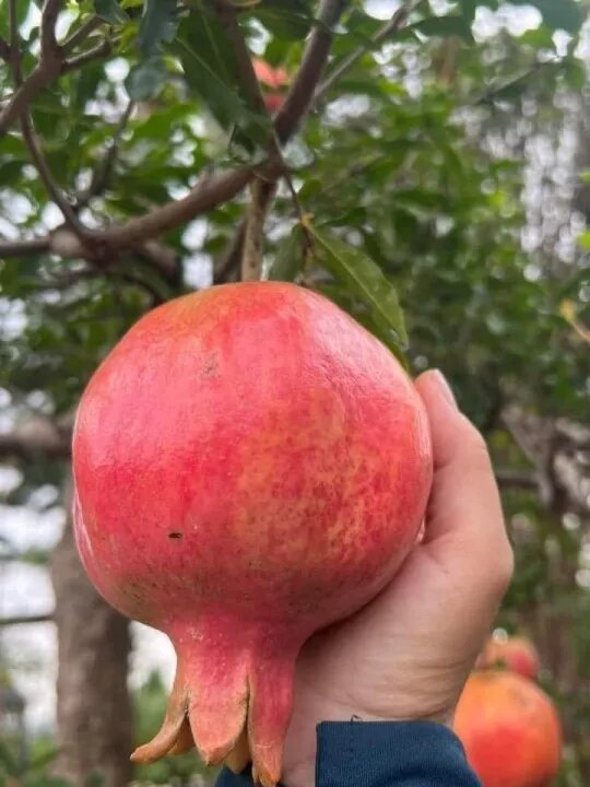 Indian Red Pomegranate Seedling Tree 50cm to 1m