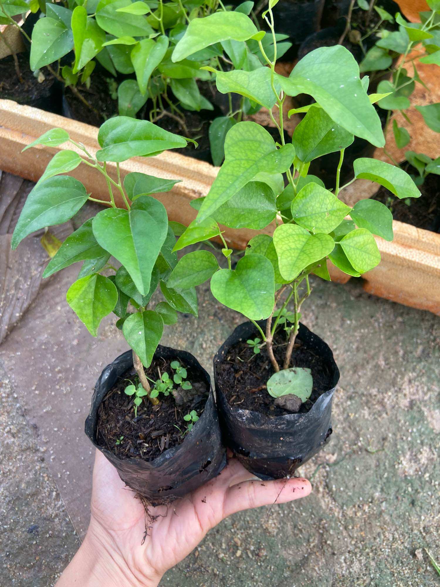 Cây giống sâm trơn
