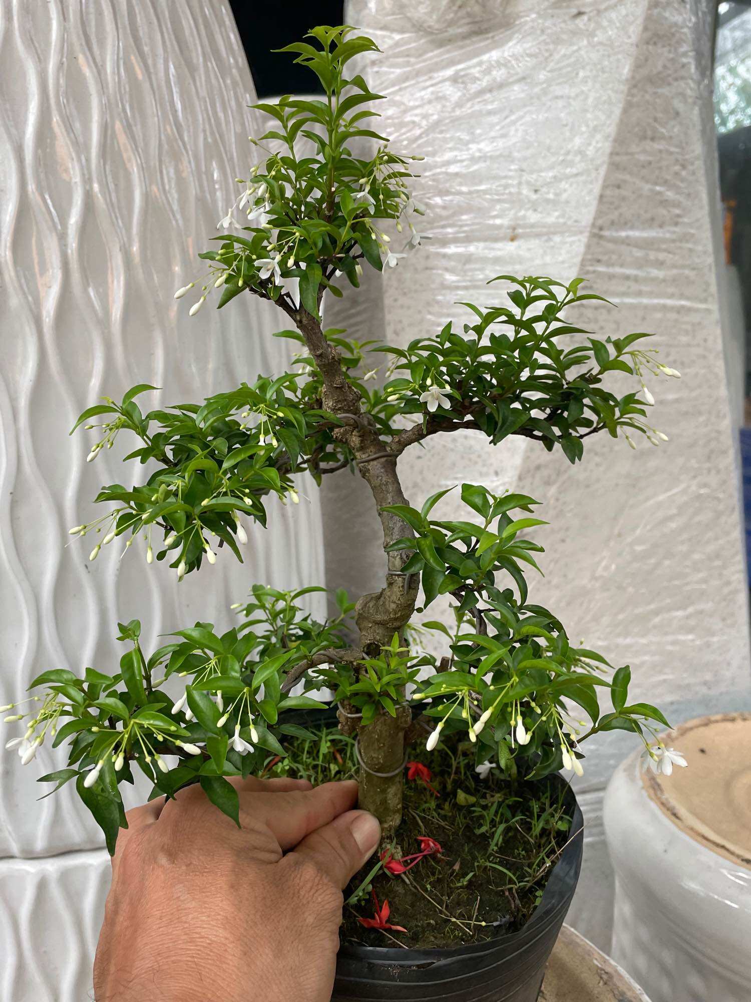 Mai chiếu thuỷ bonsai mini