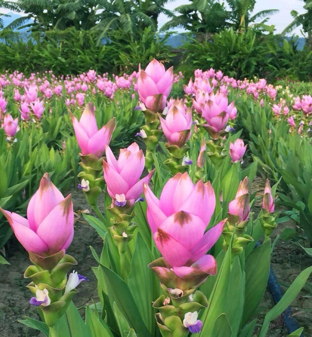 Hoa đuốc(giống mới) vv