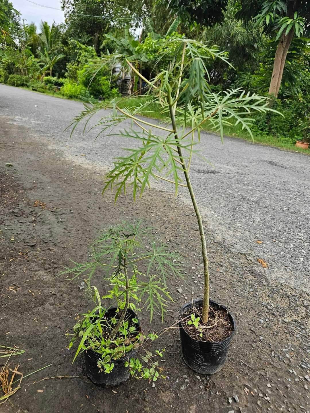 Cây đỗ trọng cao từ 20-50cm