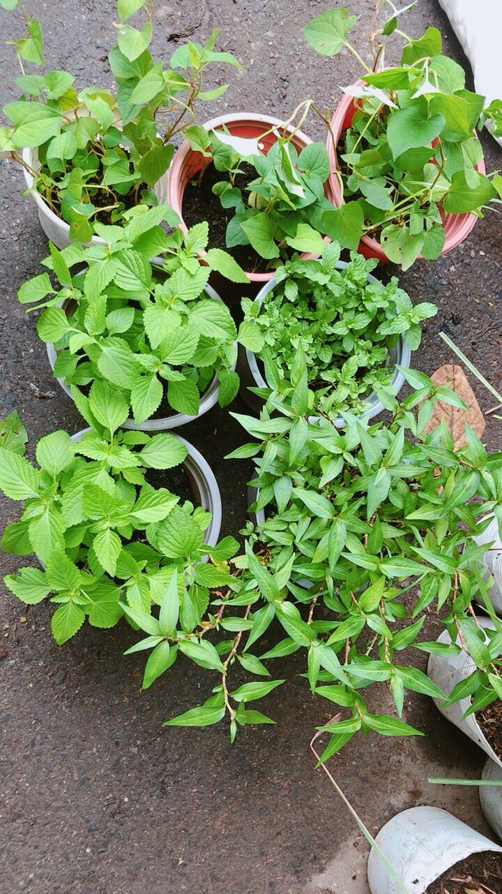 Rau Thơm Các Loại (30k/chậu)