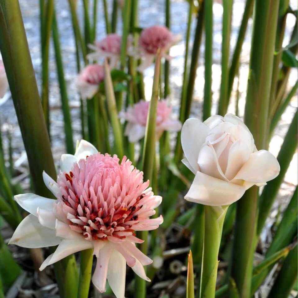 Sen đa lộc- 8 màu- củ giống