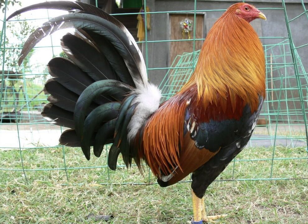 Siêu mọc lông chuyên dùng cho gà, vịt gói 1 kg.