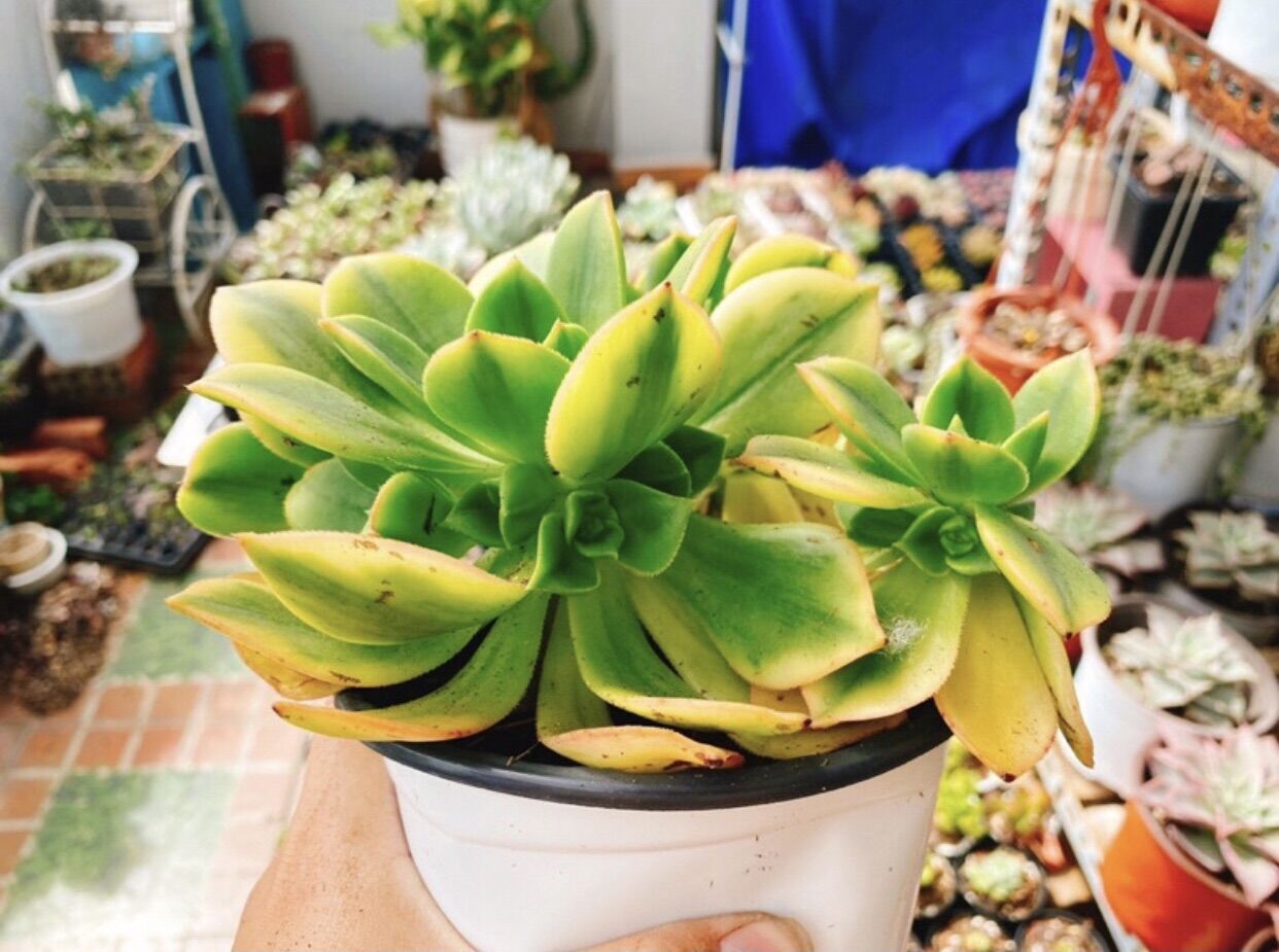 Sen đá Aeonium var