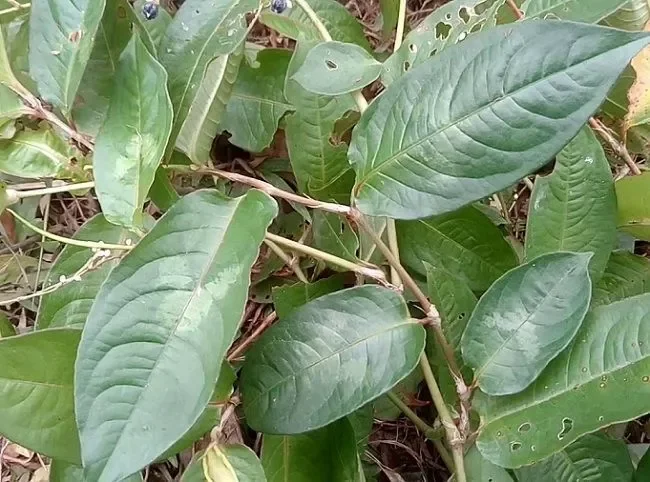 1kg cây thồm lồm tươi.