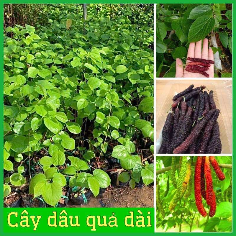 Cây giống Cây dâu quả dài