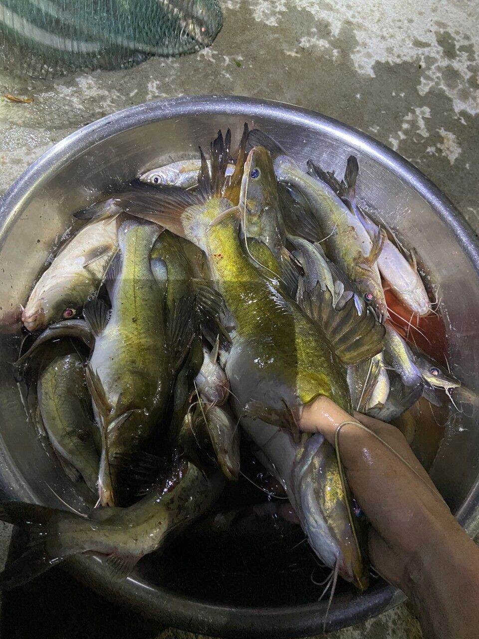 2 HỦ MỒI CÂU CÁ LĂNG 300g SIÊU NHẠY