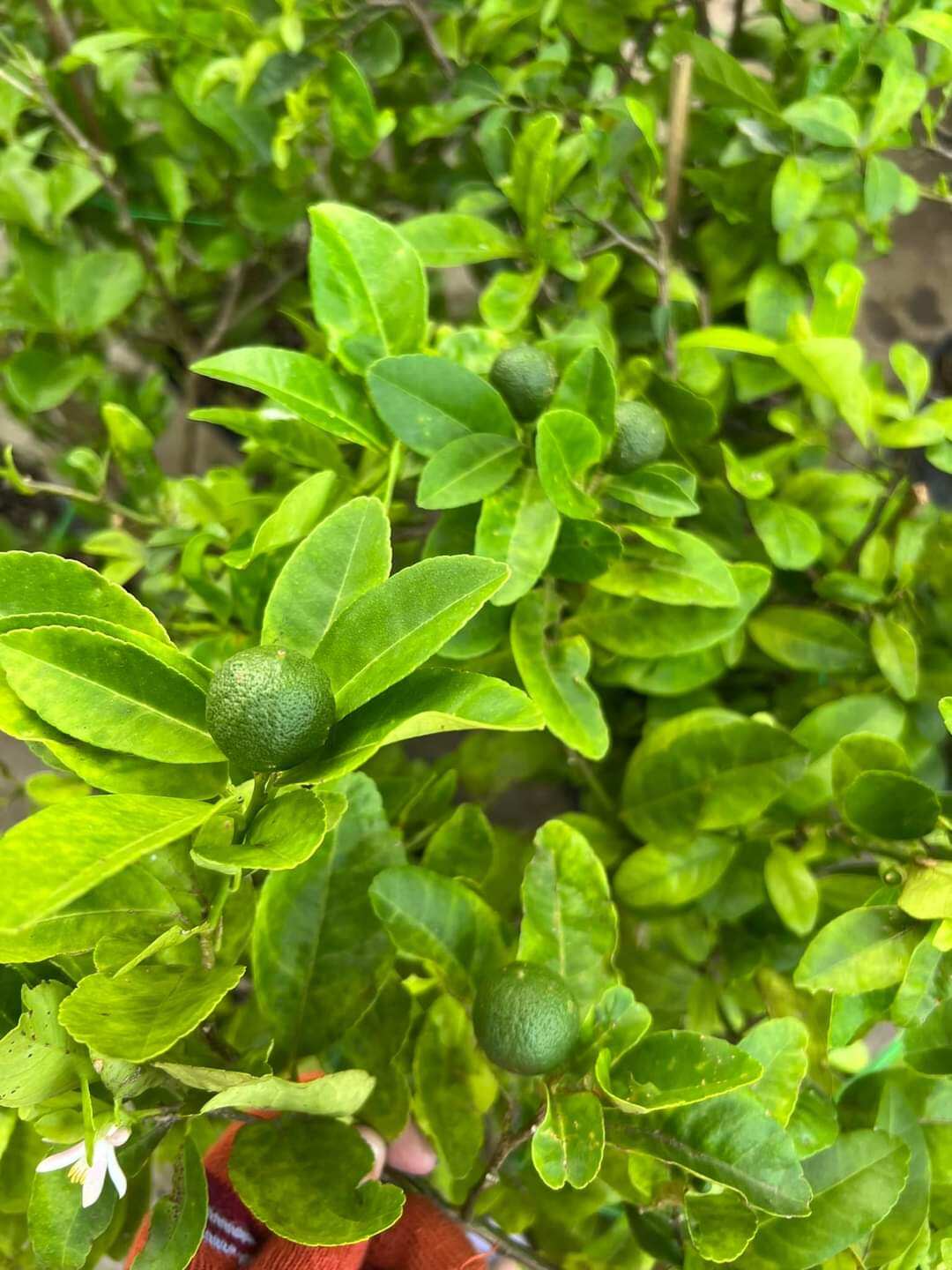 Cây chanh tứ quý sieu trái